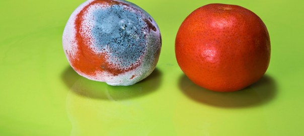 Moldy Oranges | Speedy Refrigerator Service